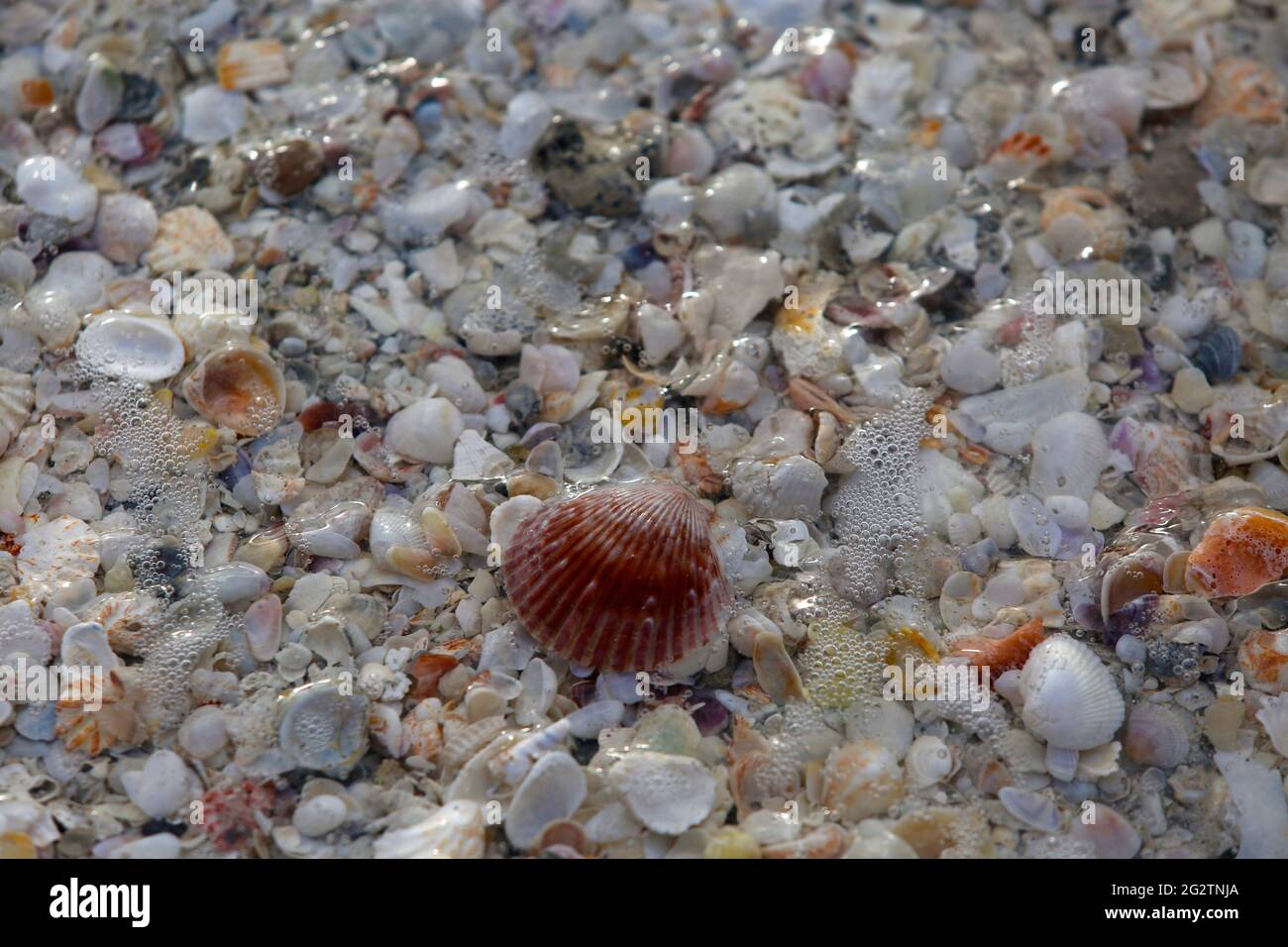 Une multitude de coquillages sont lavés sur la plage par les vagues sur Longboat Key en Floride. Banque D'Images