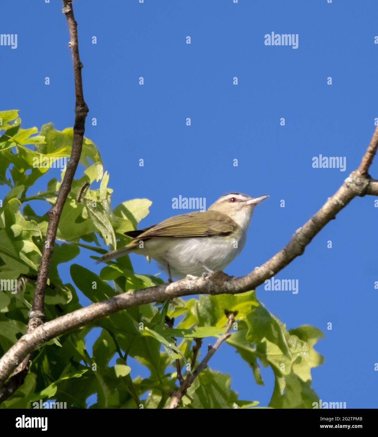 Un vireo aux yeux rouges dans un arbre verdoyant sous un ciel bleu à Torrance Barrens à Muskoka Banque D'Images