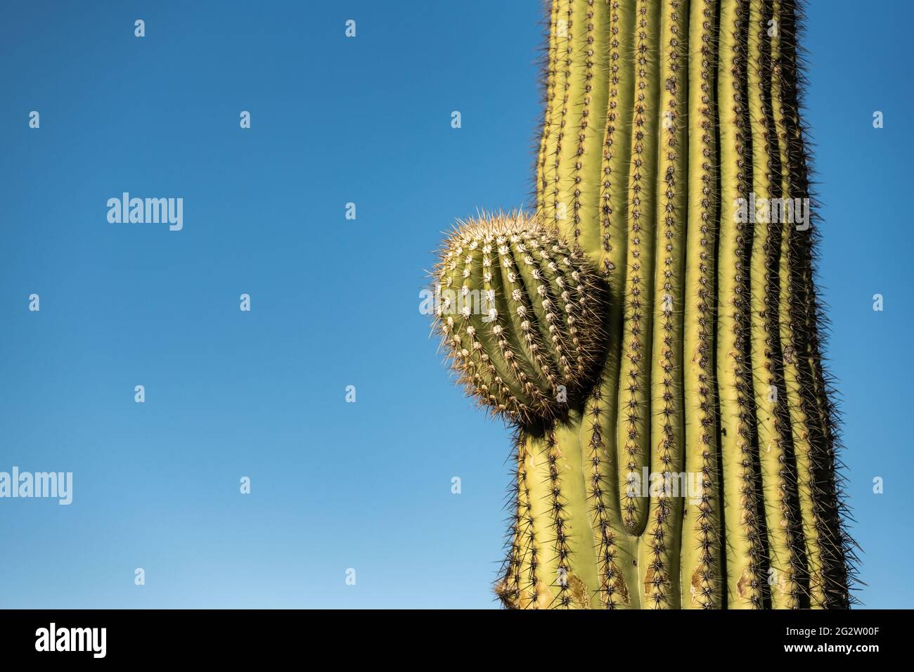 Un petit bras pousse sur les Ridges définis d'UN tronc de cactus Saguaro avec le ciel bleu à gauche Banque D'Images