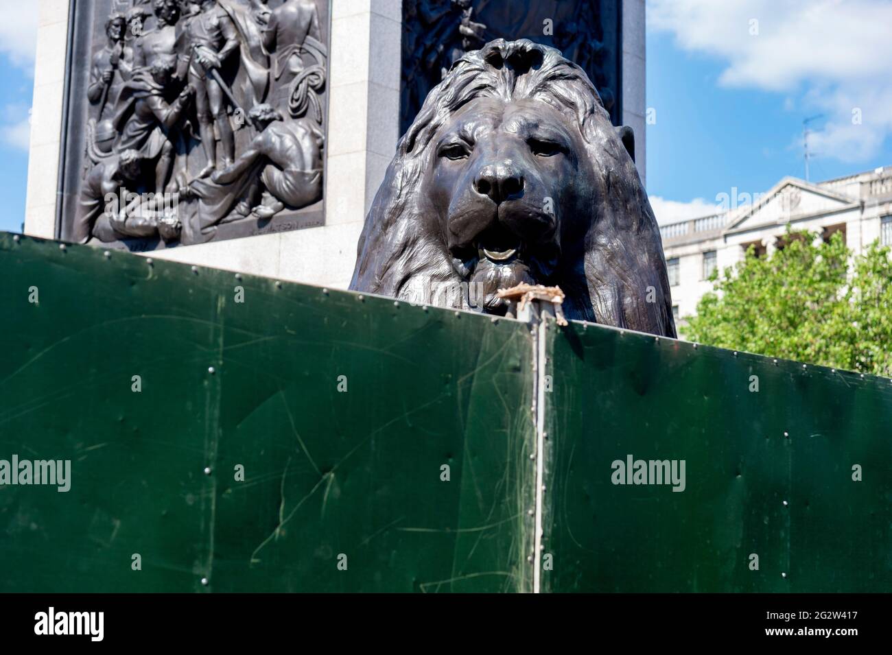 L'un des célèbres lions de Trafalgar Square surgit les barrières de la nouvelle zone des fans, avant l'inauguration de l'Angleterre dans le Championnat d'Europe de football de l'UEFA 2020 contre la Croatie. Les fans pourront regarder des matchs de l'Angleterre sur un écran géant sur la place. Banque D'Images
