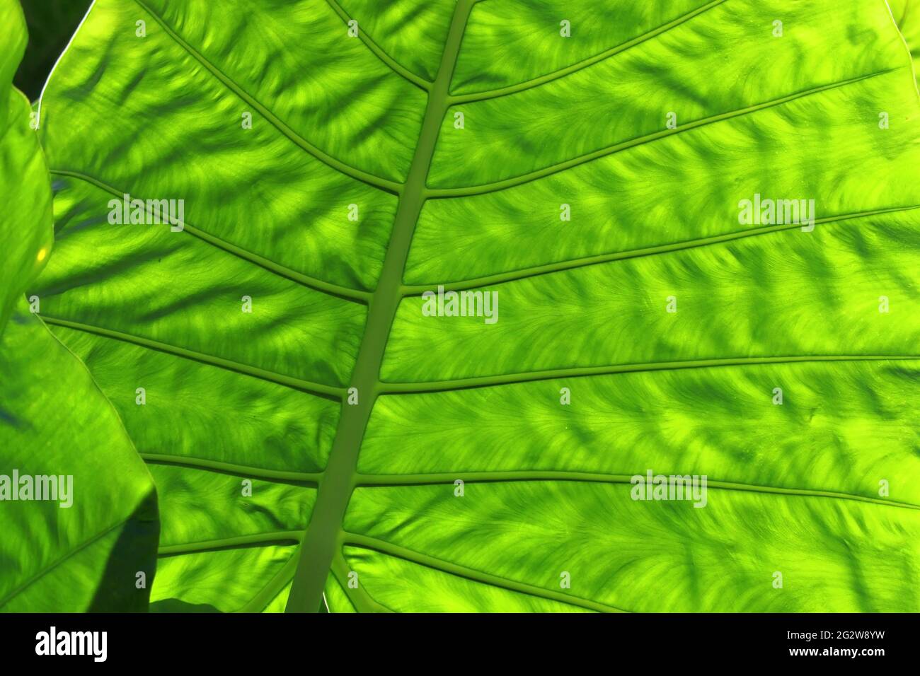 gros plan de la feuille verte comme arrière-plan ou texture Banque D'Images