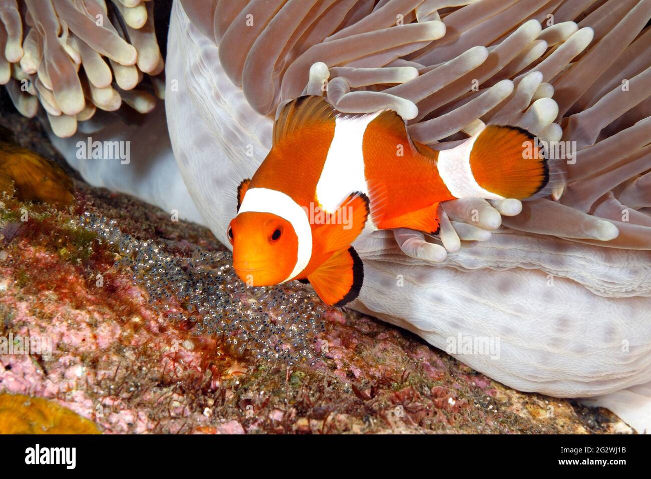 Le corégone d'Anemonefish Amphiprion ocellaris portant des oeufs pondus à la base de l'hôte magnifique Anemone, Heterotis magifica. Tulamben, Bali, Indonésie. Banque D'Images