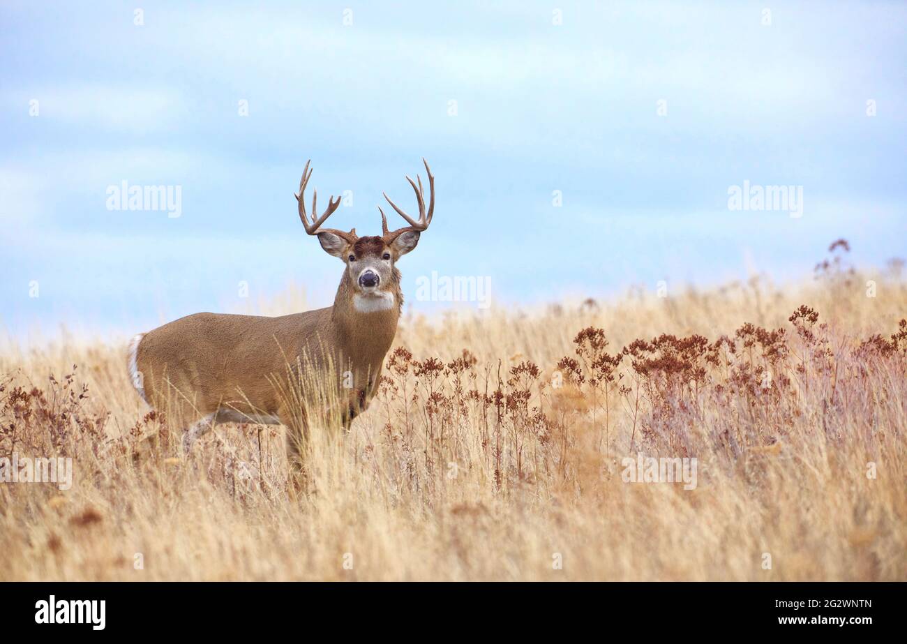 Buck de Whitetail dans l'habitat des prairies pendant la saison de reproduction d'automne; un buck libre sauvage sur les terres publiques Banque D'Images