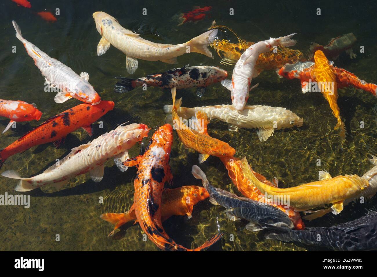 Koi de poissons nager dans l'étang Banque D'Images