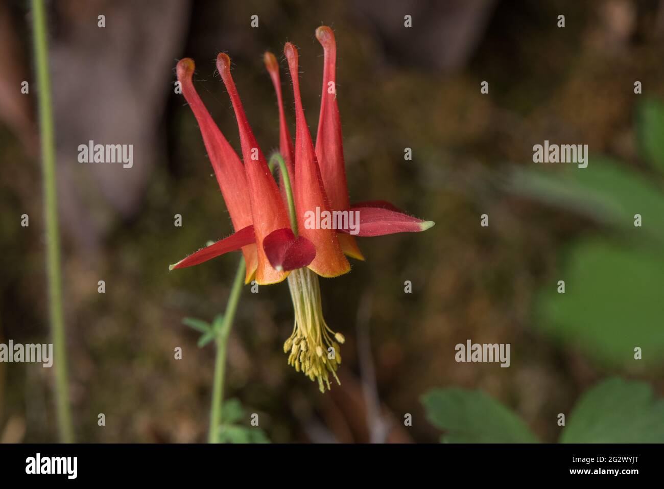 Aquilegia formosa, le cramoisi ou la colonne occidentale, est une fleur sauvage de la côte ouest de l'Amérique du Nord. Cette usine est de Californie. Banque D'Images