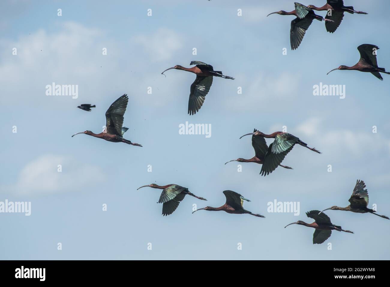 Ibis à face blanche (Plegadis chihi) un troupeau de barboteuse dans la zone sauvage de Yolo Bypass dans la vallée centrale de la Californie près de Sacramento. Banque D'Images