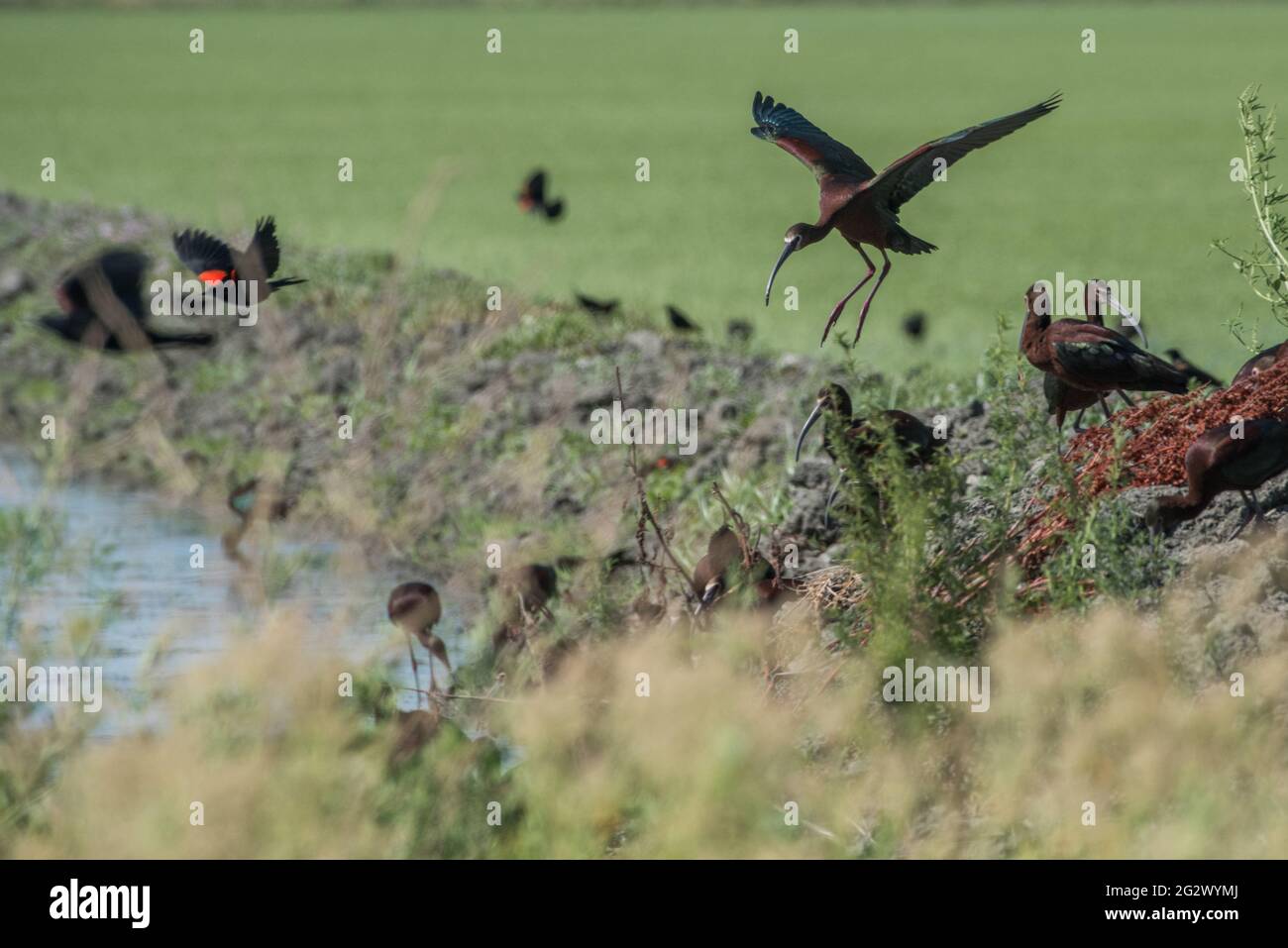 Ibis à face blanche (Plegadis chihi) un troupeau de barboteuse dans la zone sauvage de Yolo Bypass dans la vallée centrale de la Californie près de Sacramento. Banque D'Images
