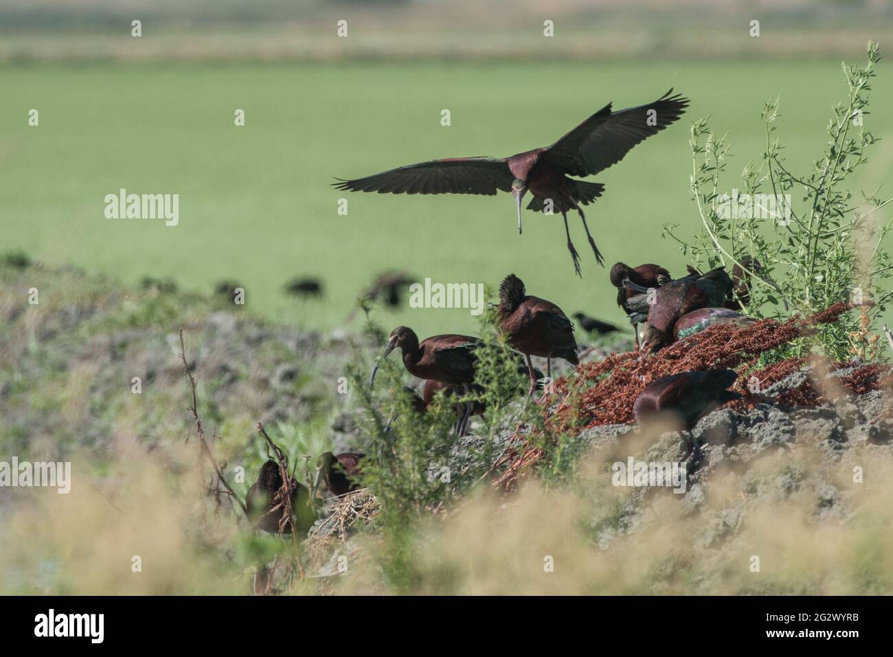 Ibis à face blanche (Plegadis chihi) un troupeau de barboteuse dans la zone sauvage de Yolo Bypass dans la vallée centrale de la Californie près de Sacramento. Banque D'Images