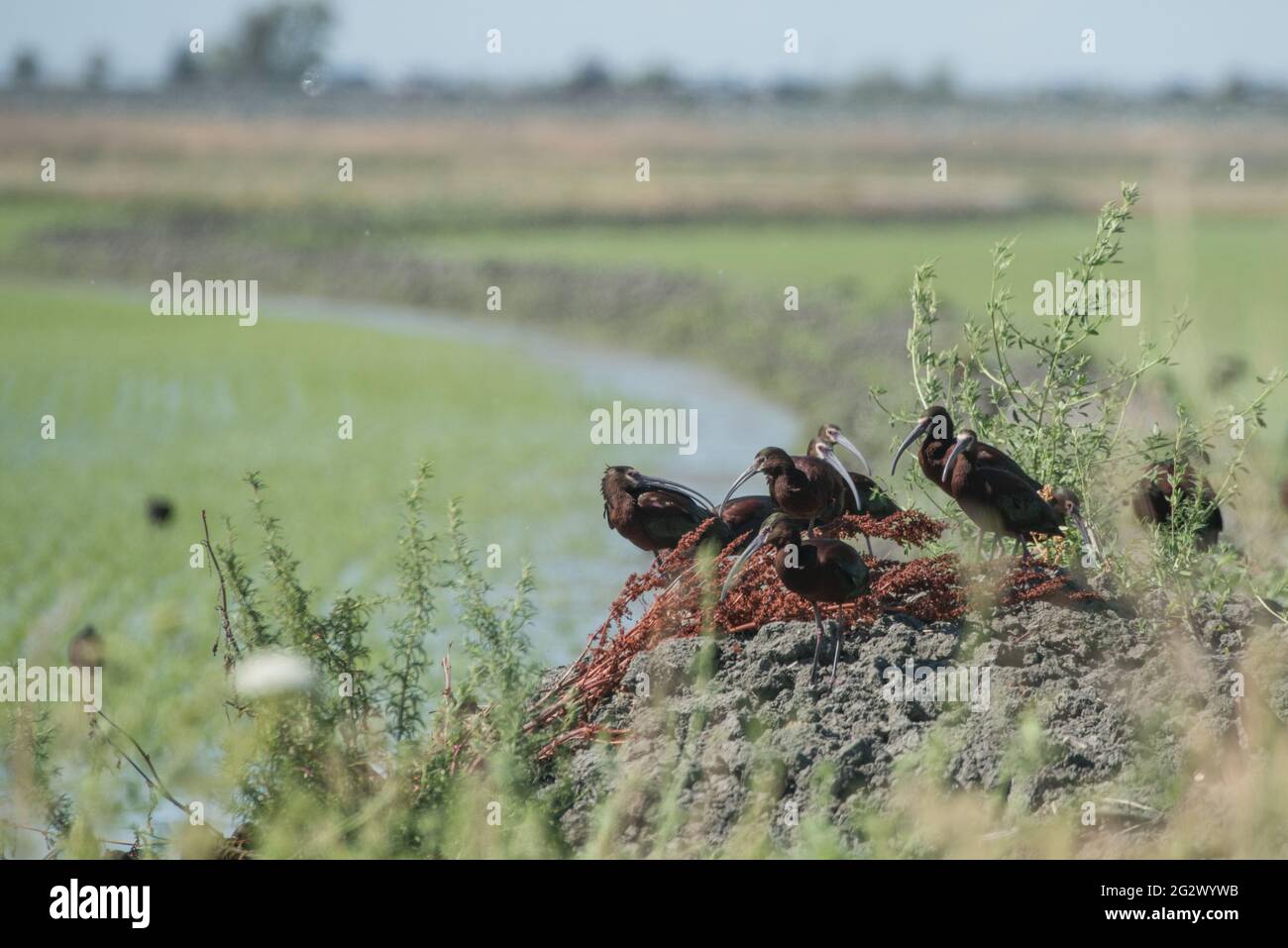 Ibis à face blanche (Plegadis chihi) un troupeau de barboteuse dans la zone sauvage de Yolo Bypass dans la vallée centrale de la Californie près de Sacramento. Banque D'Images