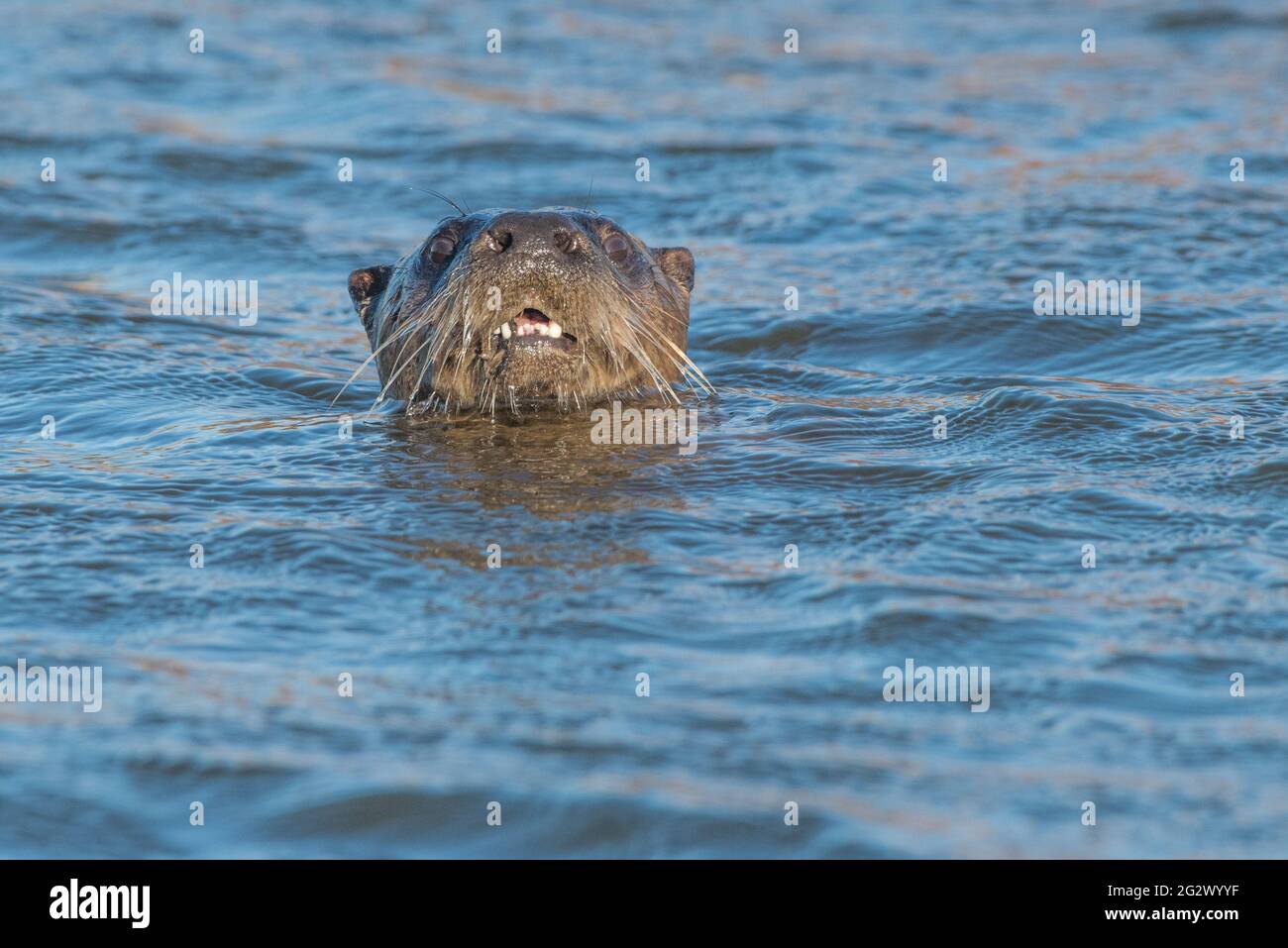 Loutre de rivière nord-américaine (Lontra canadensis) nageant dans un canal dans la zone sauvage de la dérivation de Yolo, près de Sacramento, en Californie. Banque D'Images