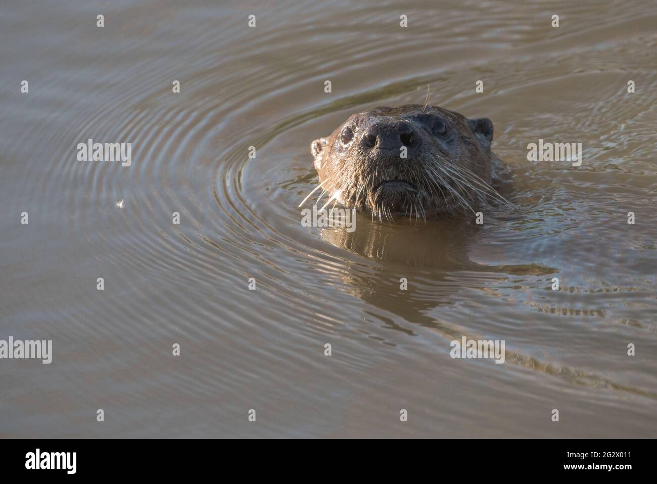 Loutre de rivière nord-américaine (Lontra canadensis) nageant dans un canal dans la zone sauvage de la dérivation de Yolo, près de Sacramento, en Californie. Banque D'Images