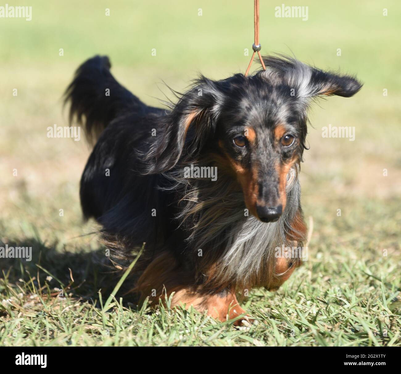 Un dachshund miniature à poil long lors d'un spectacle canin. Photographié en Israël en mai Banque D'Images