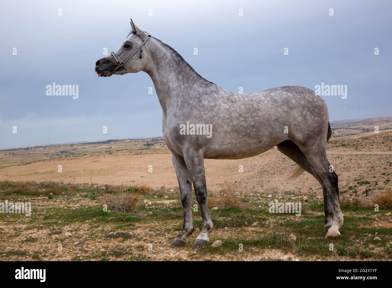 Arabian Mare Banque D'Images