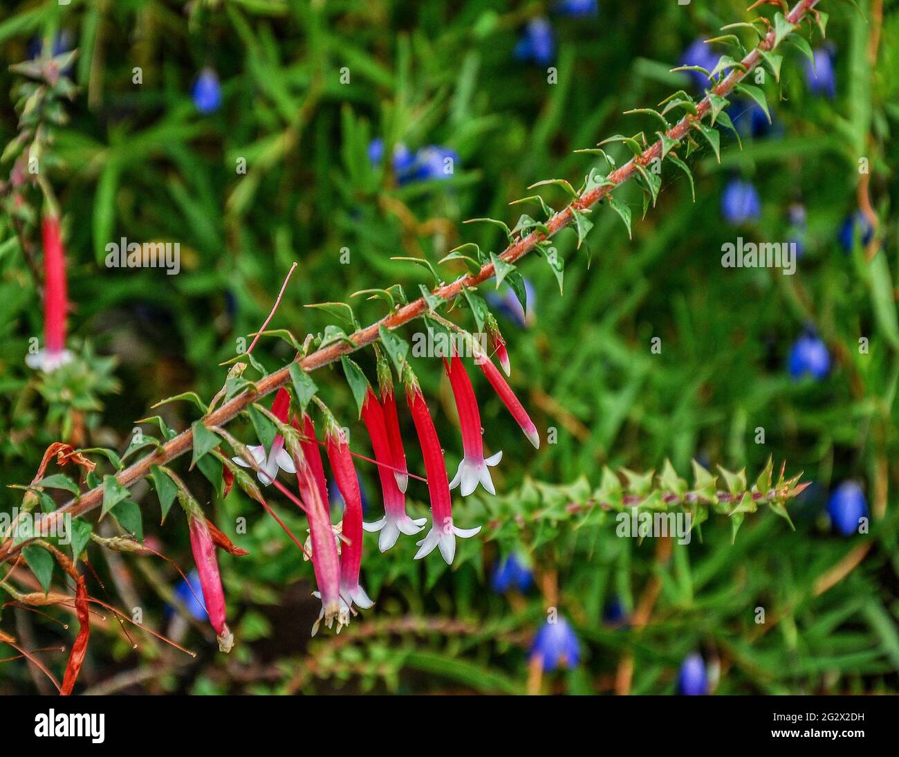 Agapetes, un vert éternel subtropical avec de longues pousses souples ornées de fleurs en forme de cloche rose rouge vif. Banque D'Images
