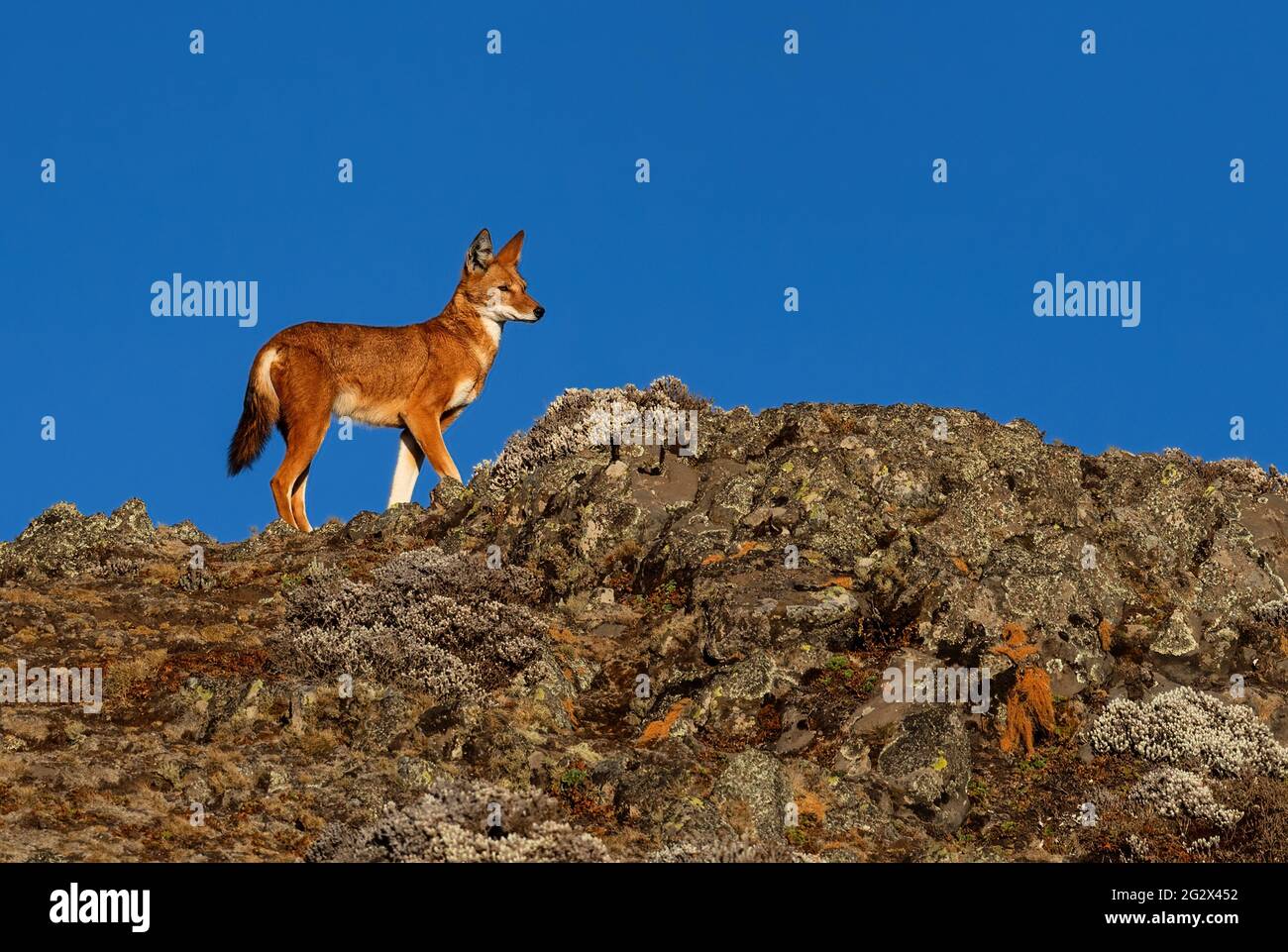 Loup éthiopien - Canis simensis, beau loup en voie de disparition endémique dans les collines éthiopiennes, les montagnes de Bale, en Éthiopie. Banque D'Images