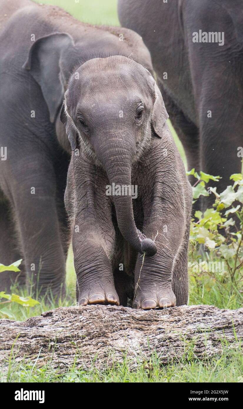 Sri Lanka Baby Elephant, Elephant Calf, Minneriya Banque D'Images