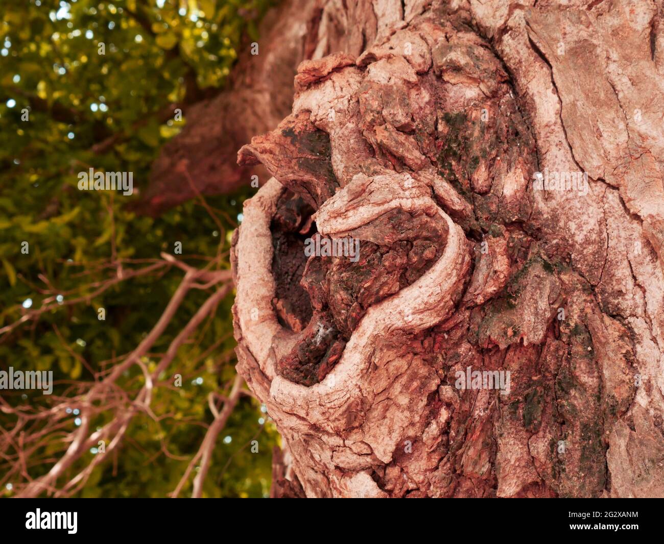 Image naturelle en forme d'arbre pour une présentation commerciale Banque D'Images