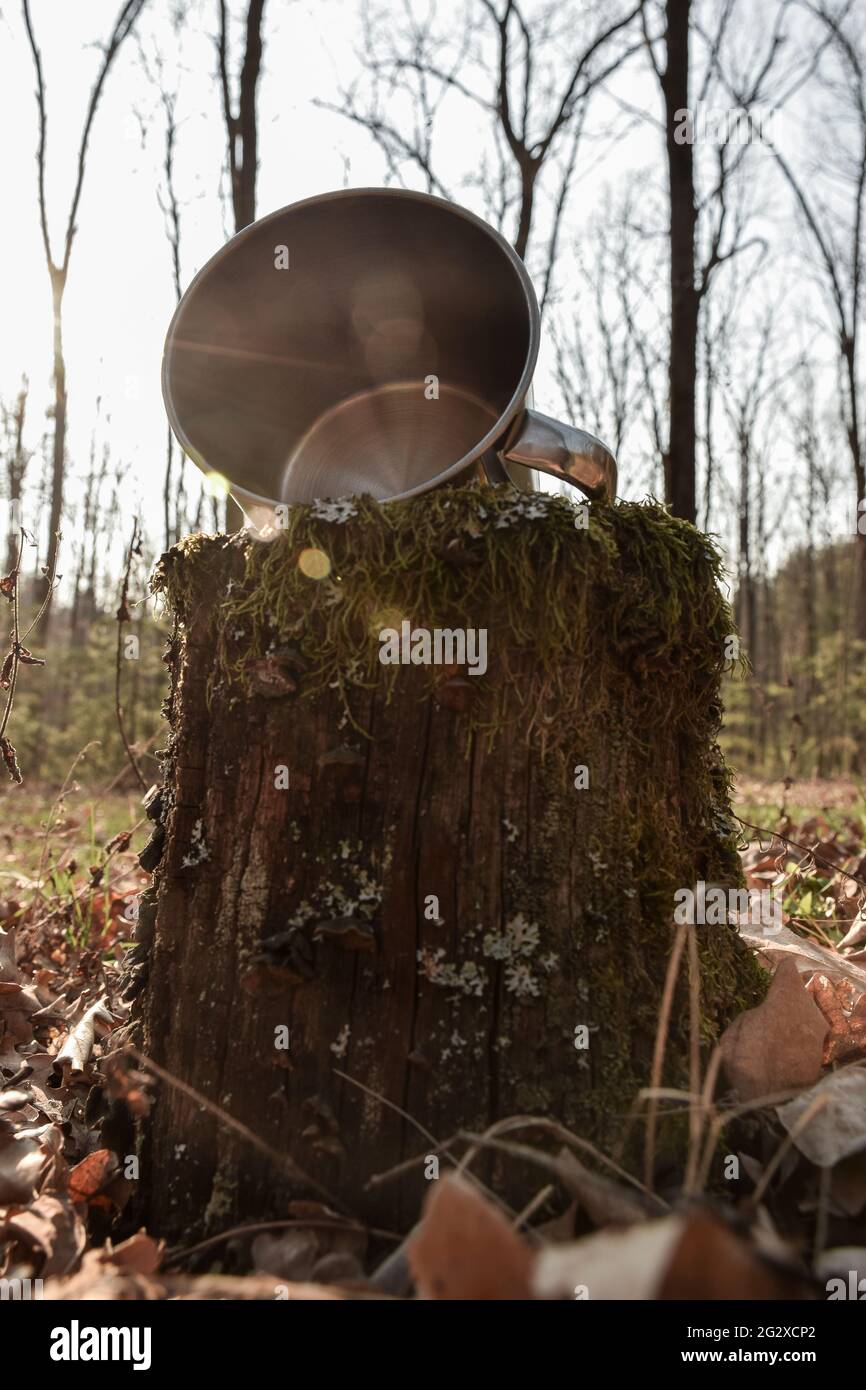 Le mug en fer se trouve dans la forêt sur une souche Banque D'Images