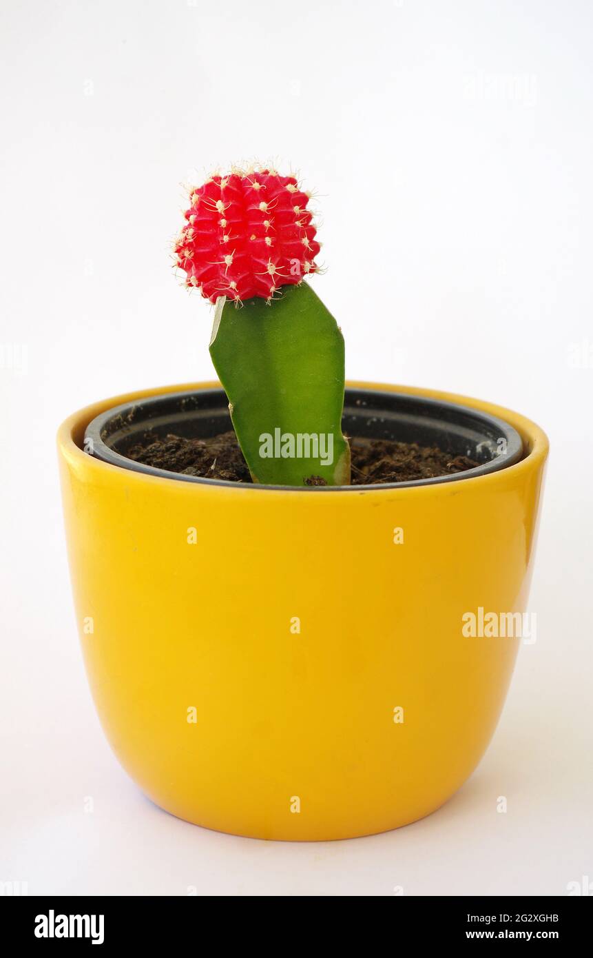 Cactus lunaire greffé rouge Banque de photographies et d'images à haute  résolution - Alamy