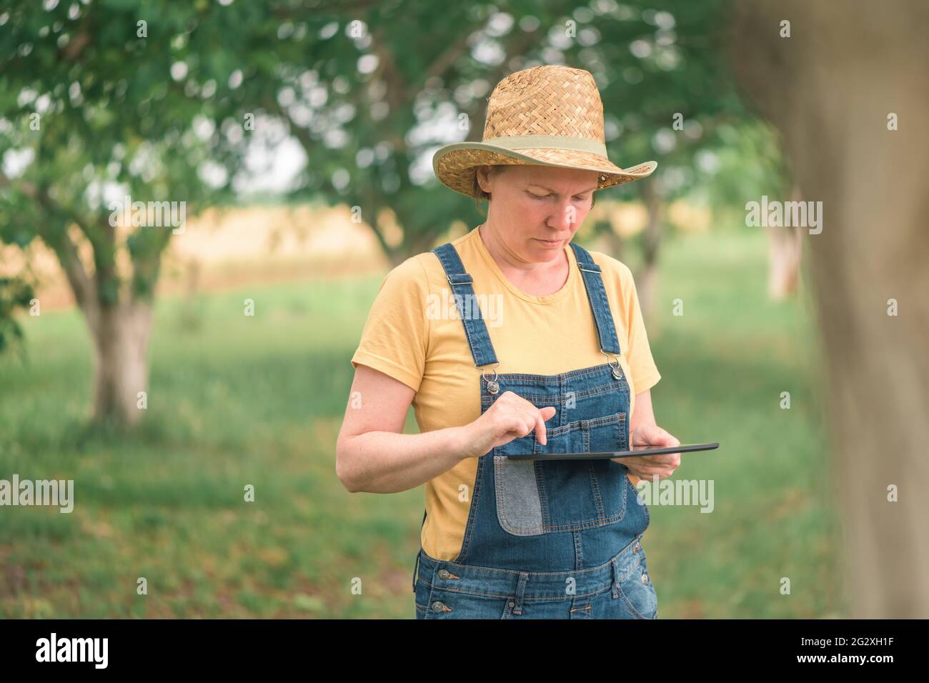Agricultrice utilisant une tablette numérique dans le verger de noyer anglais, technologie moderne innovante dans l'élevage de fruits de noyer biologique Banque D'Images