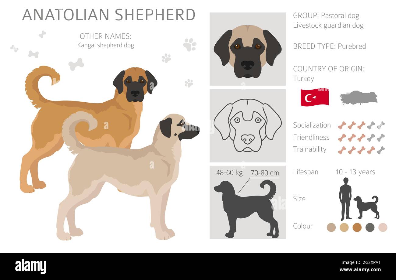 Berger anatolien toutes les couleurs clipart. Différentes couleurs de pelage et poses. Illustration vectorielle Illustration de Vecteur