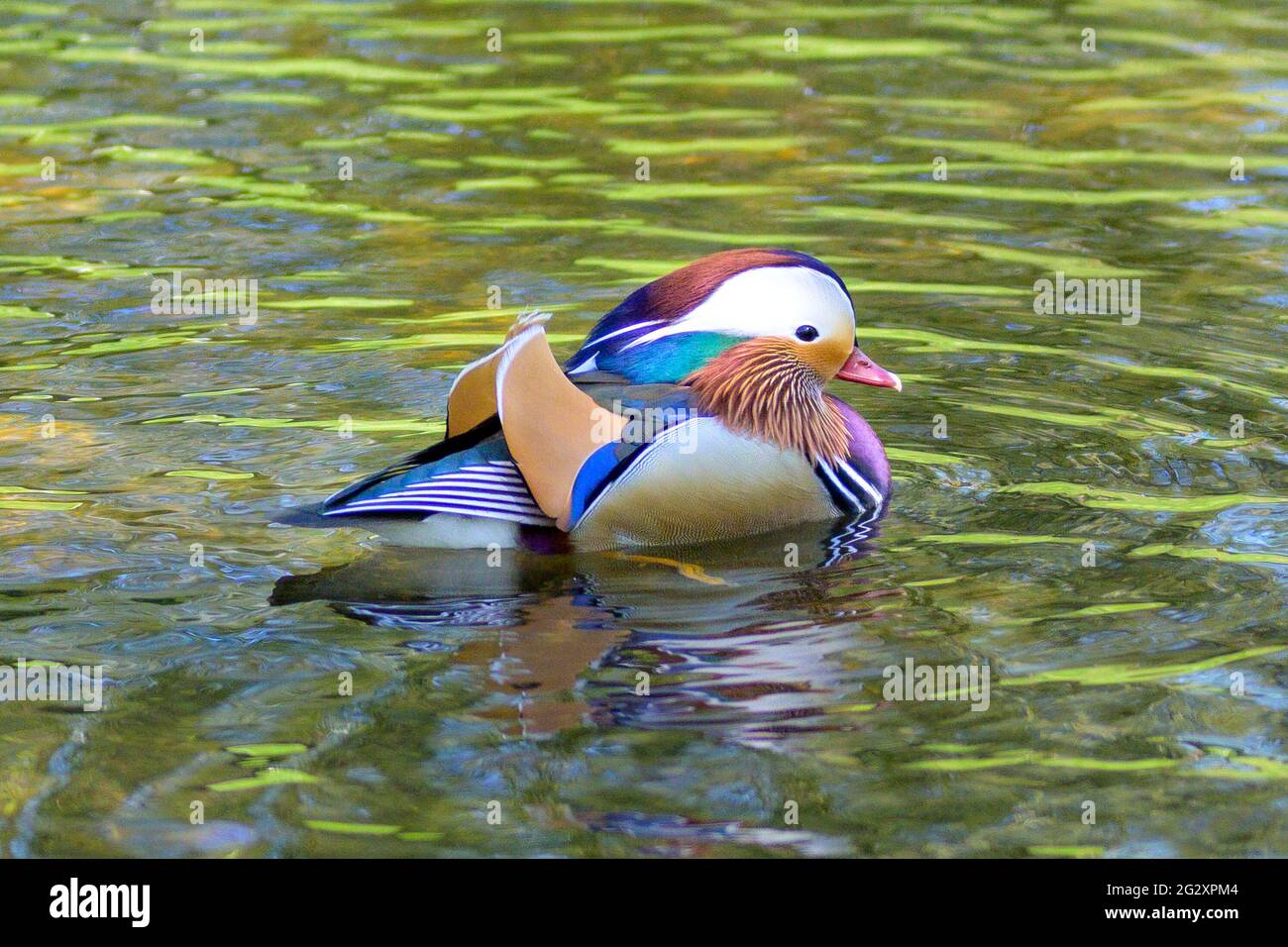 Canard mandarin coloré masculin nageant dans un étang, un canard palearctique est perching avec un plumage frappant Banque D'Images