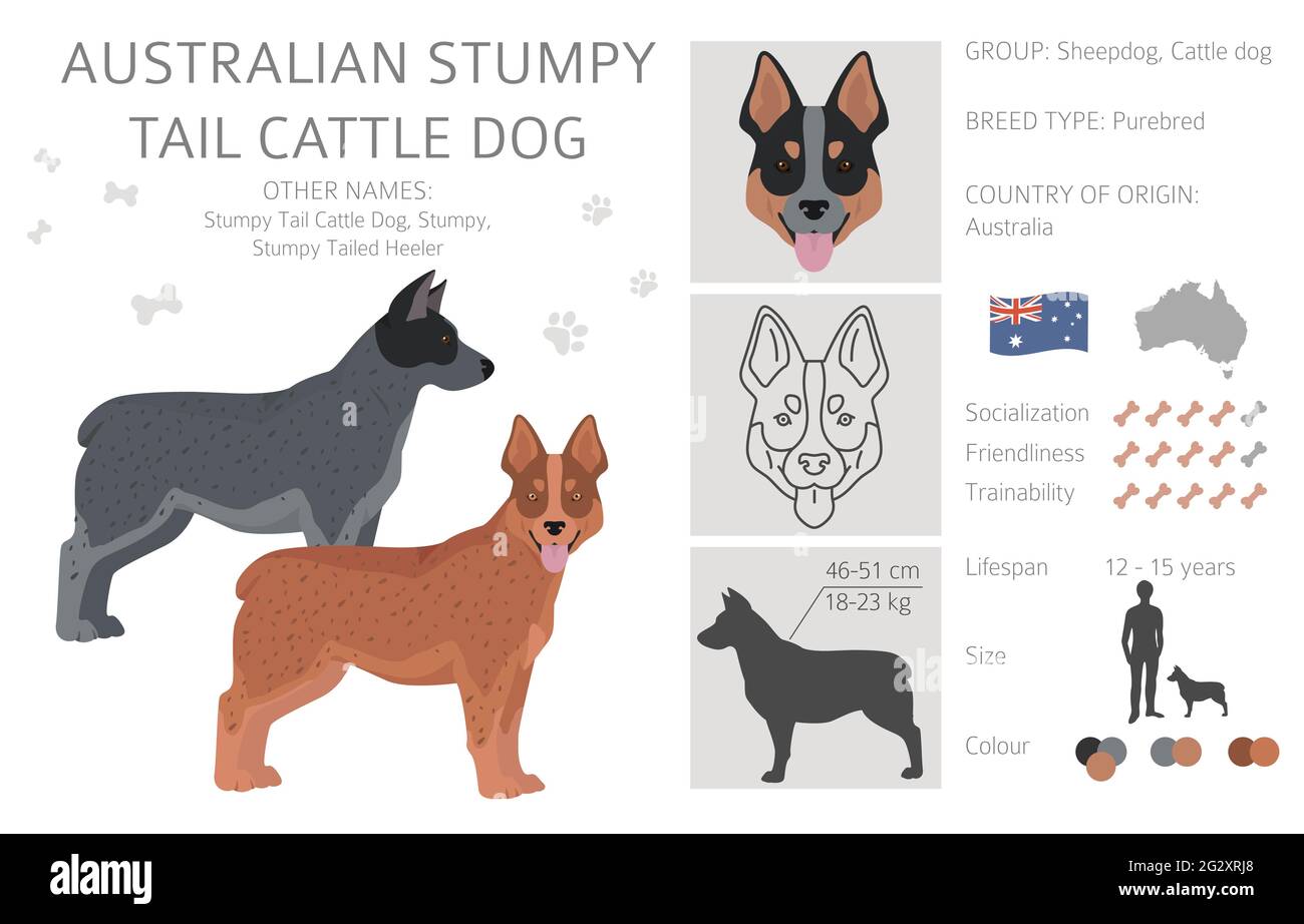 Chien australien à queue trébuchée chien toutes couleurs clipart. Différentes couleurs de pelage et poses. Illustration vectorielle Illustration de Vecteur