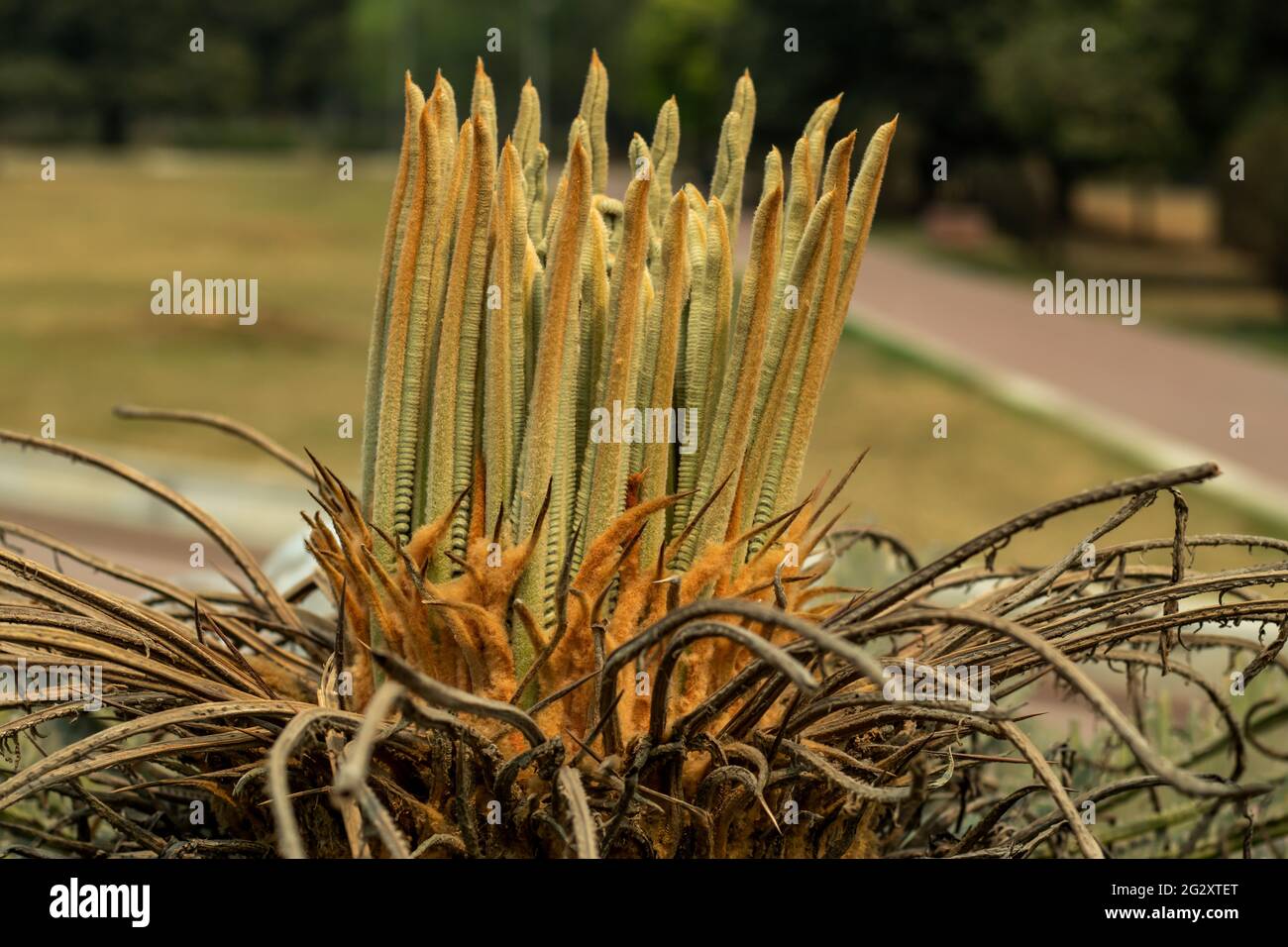 Sago Palm est une plante vivace à l'évergreen de palmier avec une rosette très attrayante de brillant qui très lent-croissance et de longue durée de vie, primé Cycas Retrou Banque D'Images