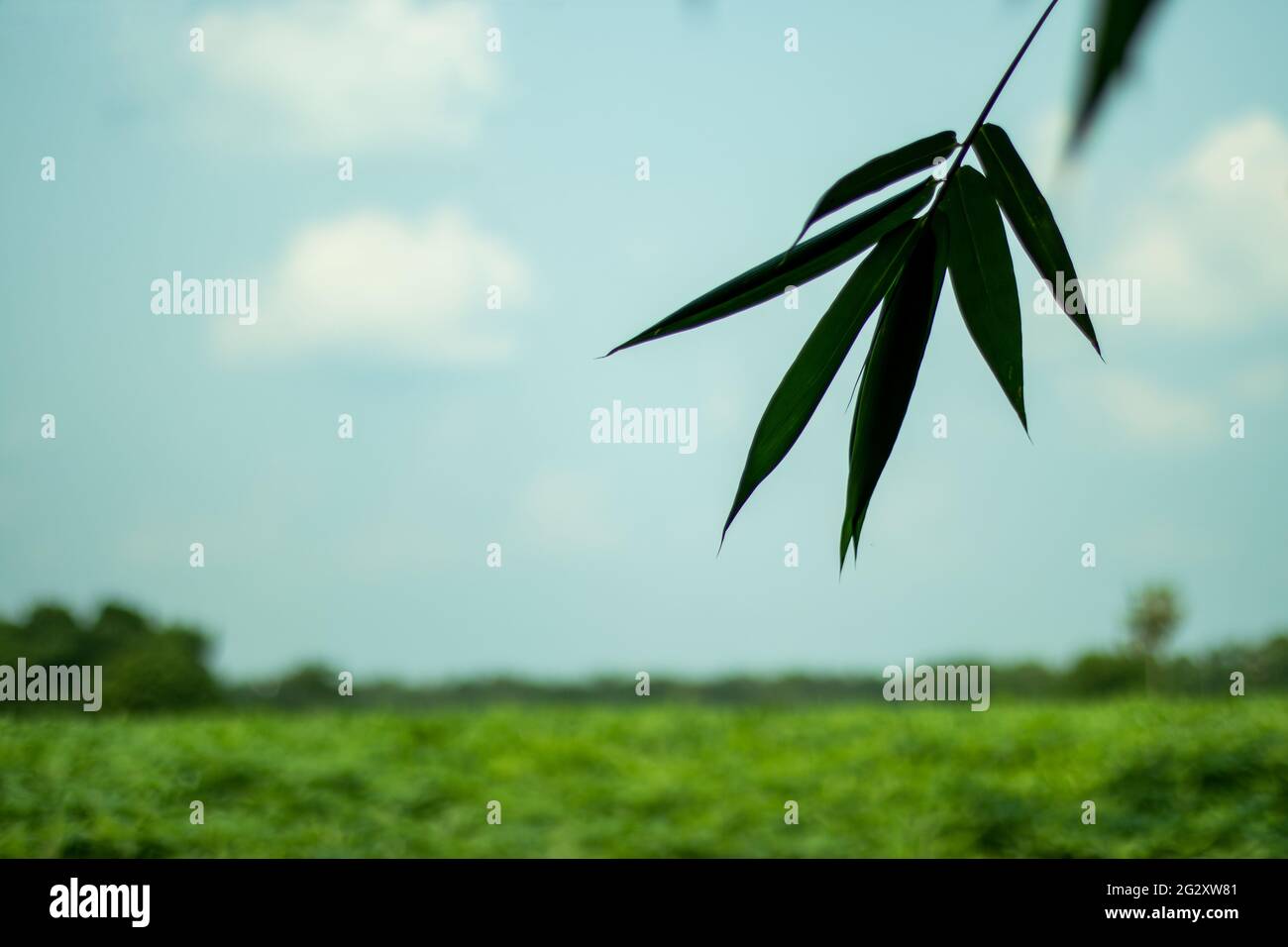 Le ciel vert et bleu paysage naturel vue avec feuilles de bambou accroché à la police Banque D'Images