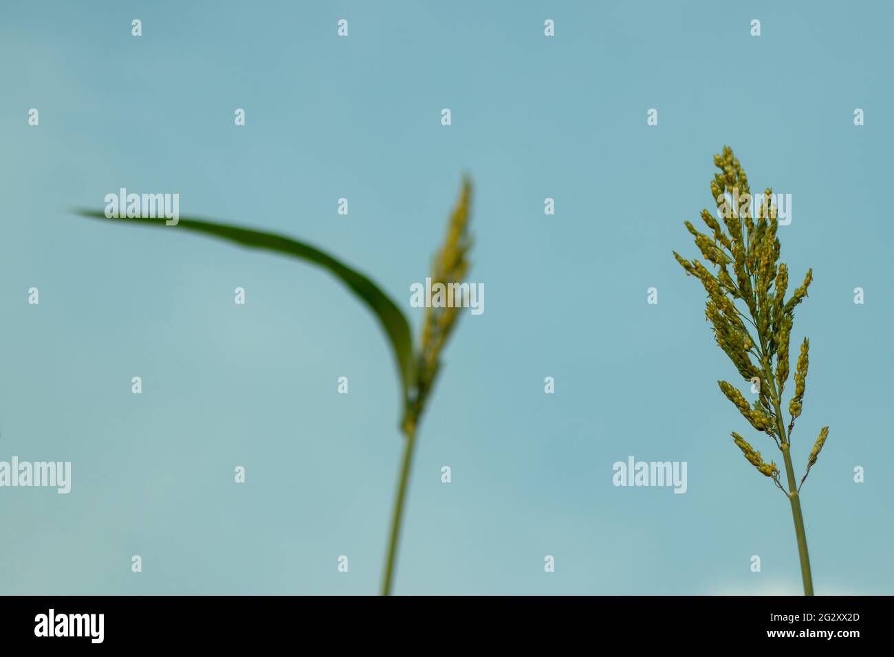 Le maïs mûr fleurit avant la récolte sur ciel bleu Banque D'Images