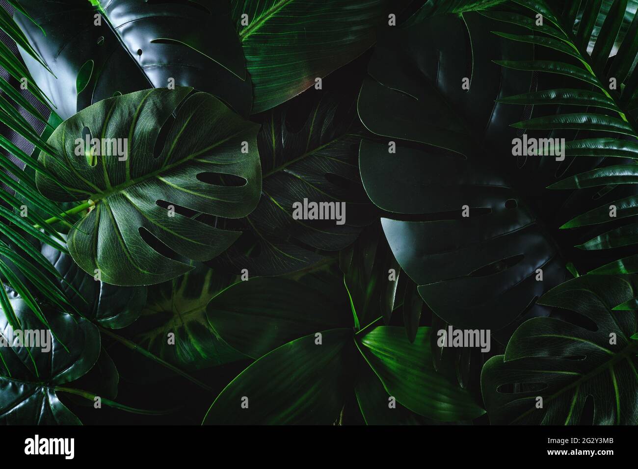 Paradis tropical contemporain et jungle dans un éclairage sombre. Concept sombre tendance de feuilles vertes et de plantes pour l'arrière-plan. Banque D'Images