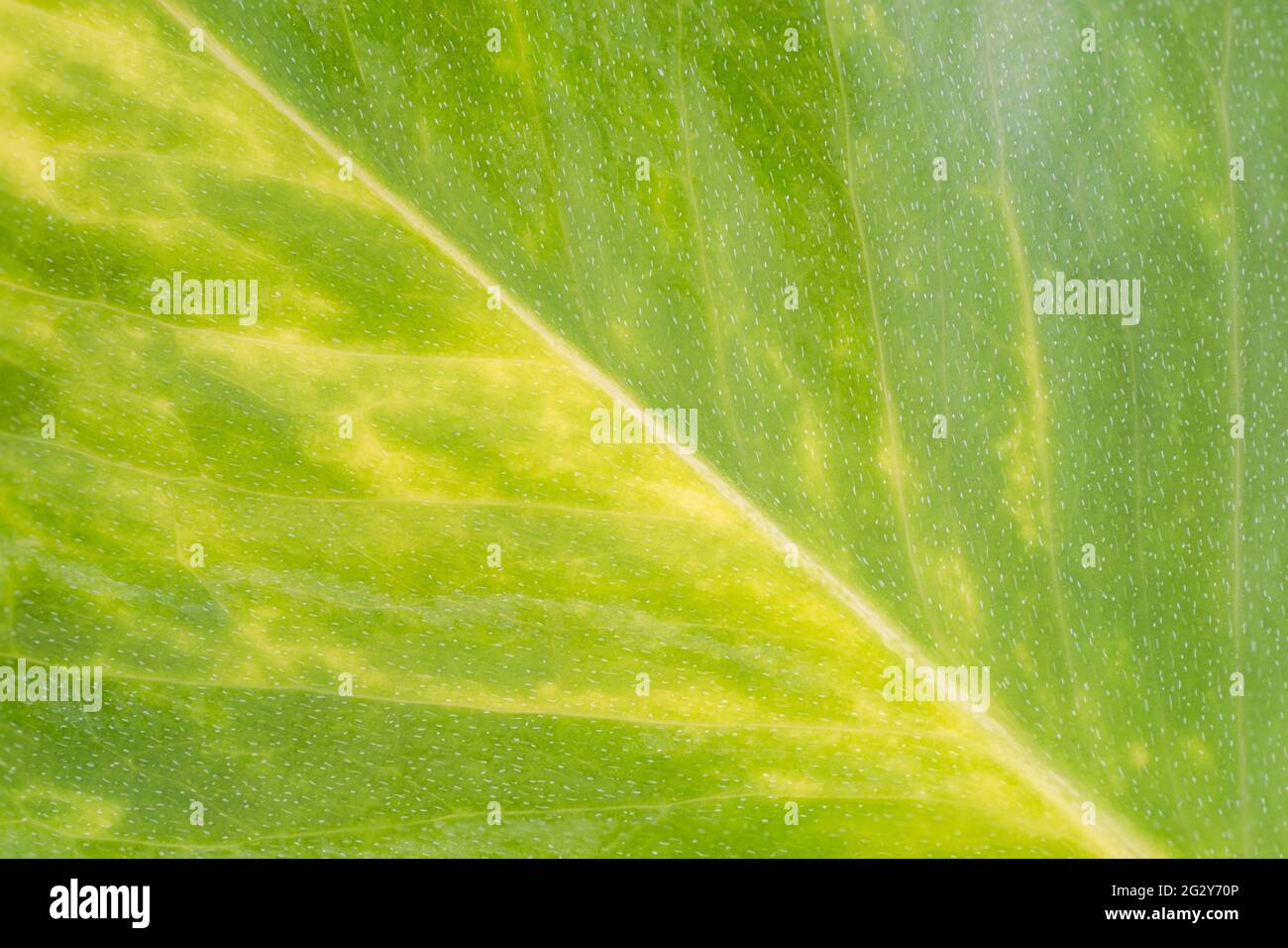 Macro gros plan sur une feuille rampante d'une plante ornementale Banque D'Images