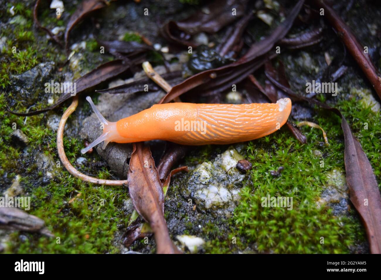Slug orange Banque D'Images