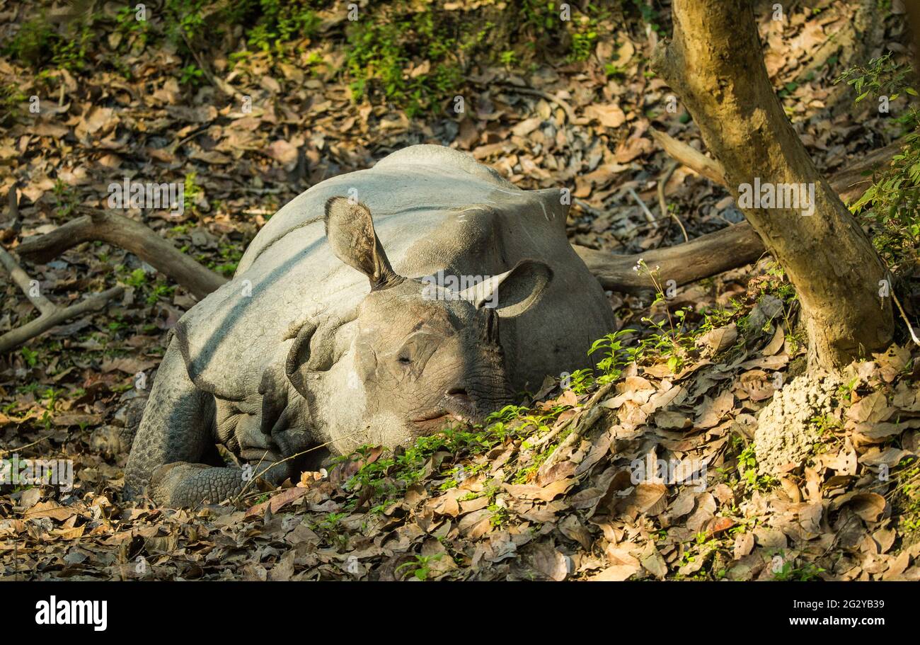 Grand rhinocéros indiens à tête à cheval, parc national de Kaziranga, Assam, Inde Banque D'Images