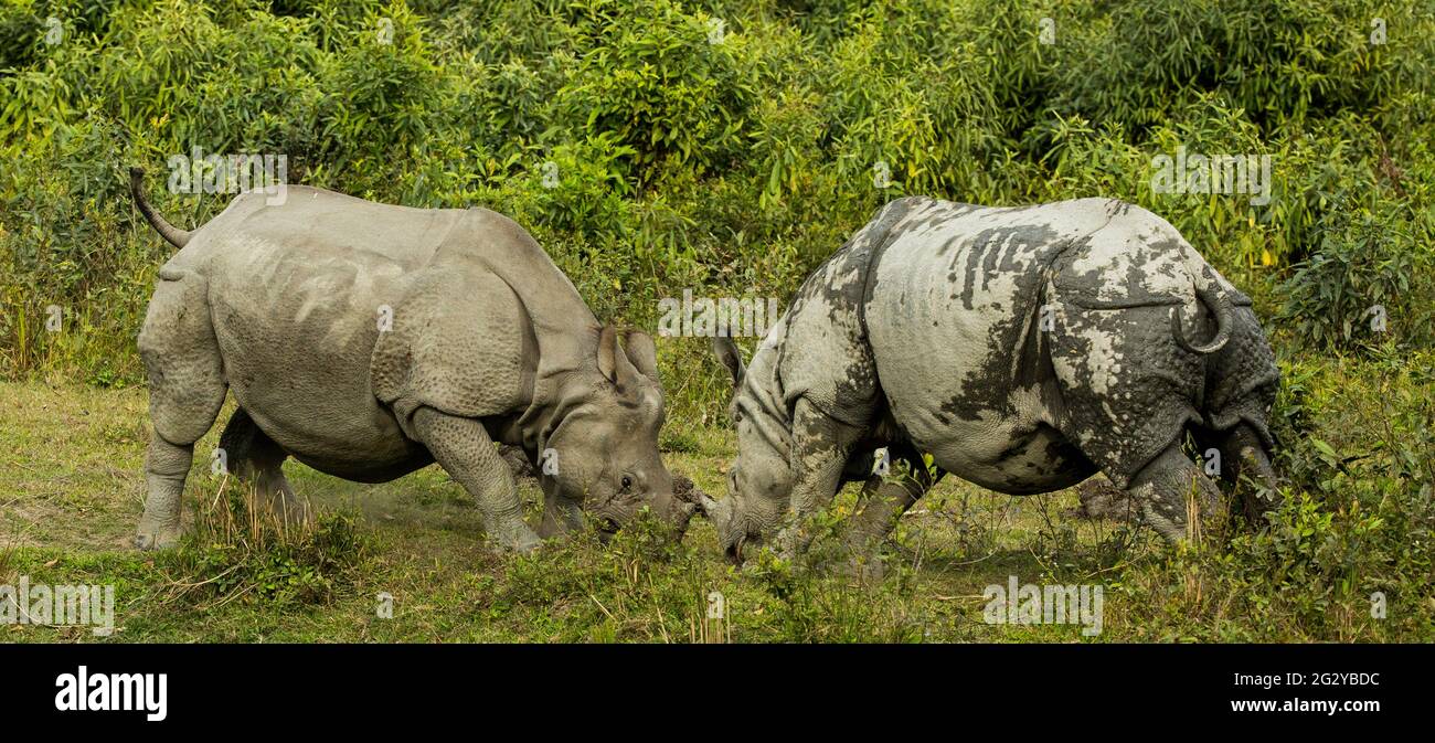 Grand rhinocéros indiens, Kaziranga, Assam, Inde Banque D'Images