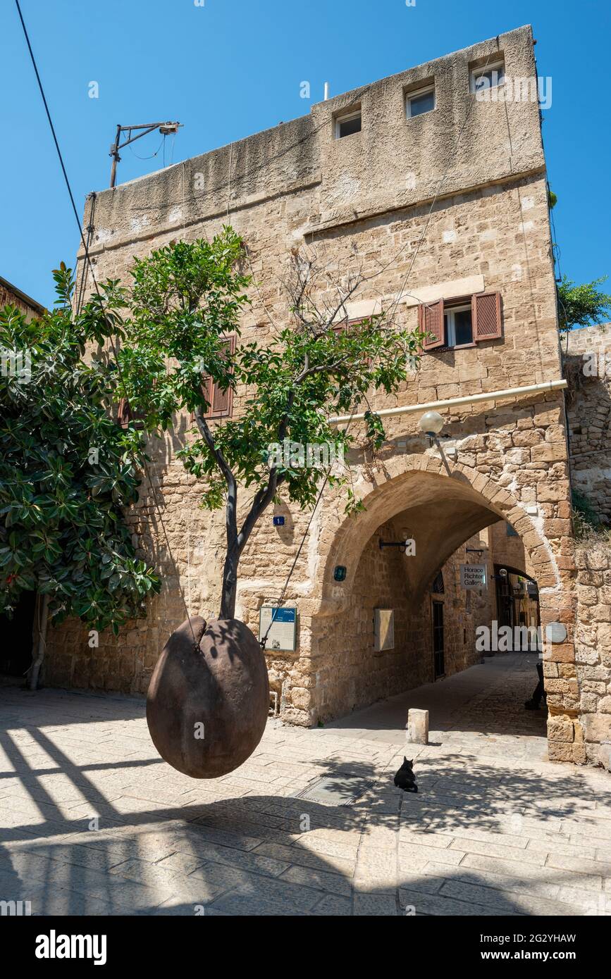 Floating Orange Tree by Israeli Artist Ran Morin: L'arbre pousse hors du pichet est en train de léviter dans la cour de la vieille ville de Jaffa. Tel Aviv. Banque D'Images