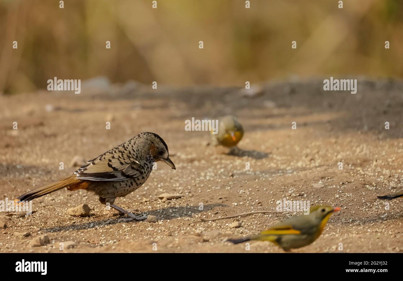 Rigothroush (Garrulax rufogularis) se perçant sur terre près d'un étang d'eau dans la forêt de Sattal, Uttarakhand. Banque D'Images