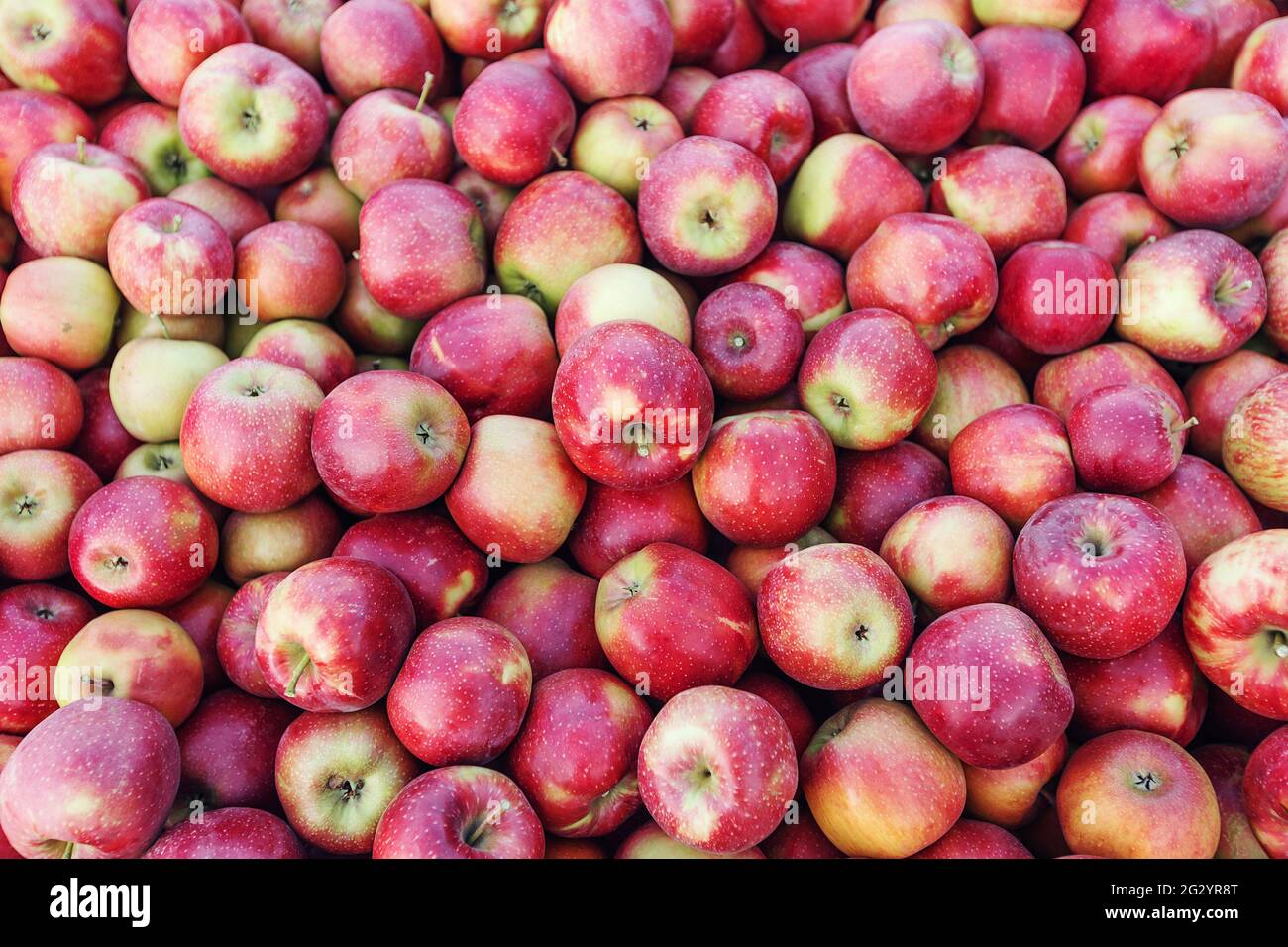 Éco-agriculture, affaires. Industrie, exploitation agricole et excellente récolte de fruits biologiques Banque D'Images