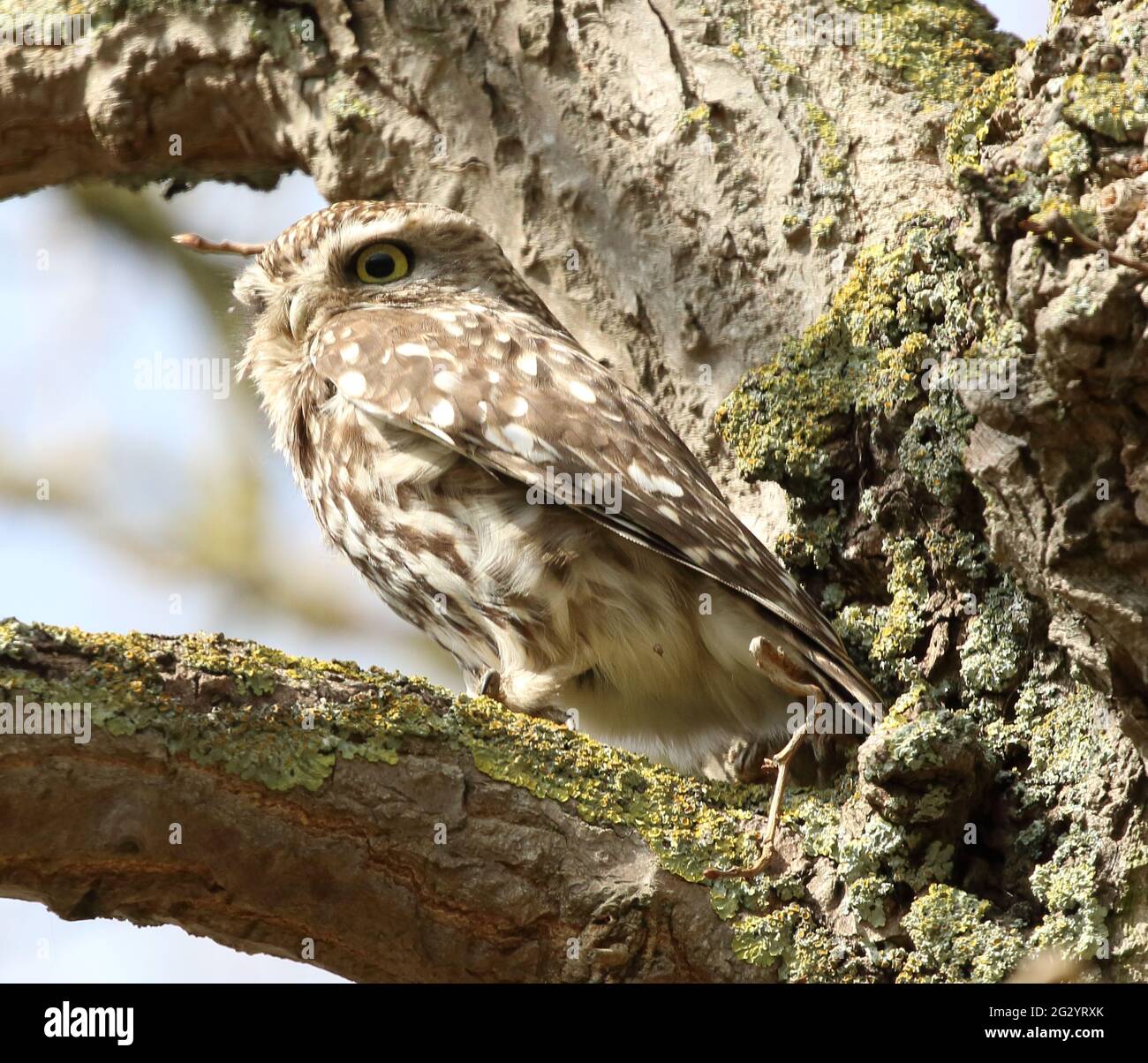 Chouette chevêche (Athene noctua) Banque D'Images