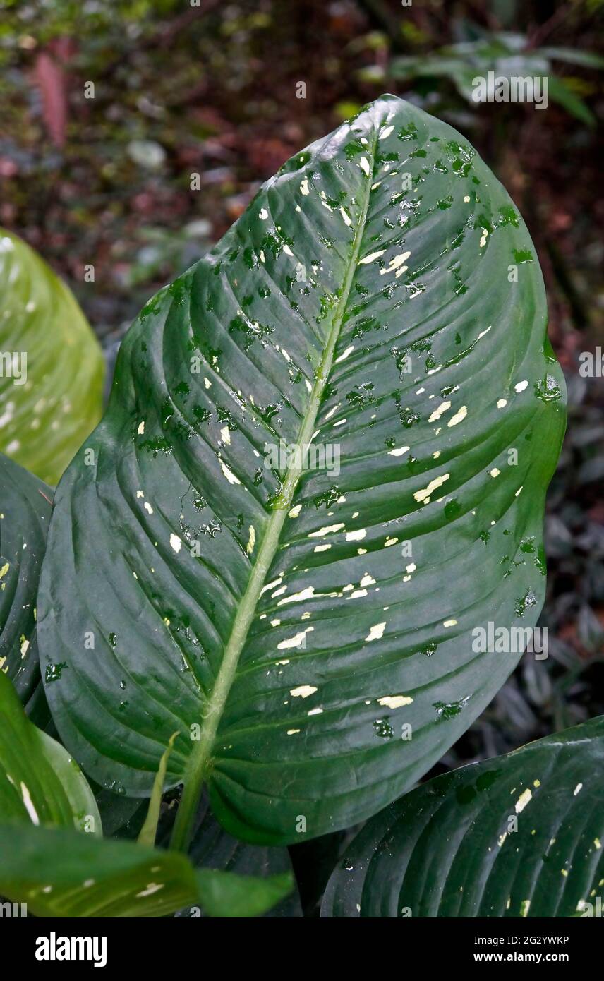 Feuille de canne (Dieffenbachia maculata) sur forêt tropicale Banque D'Images