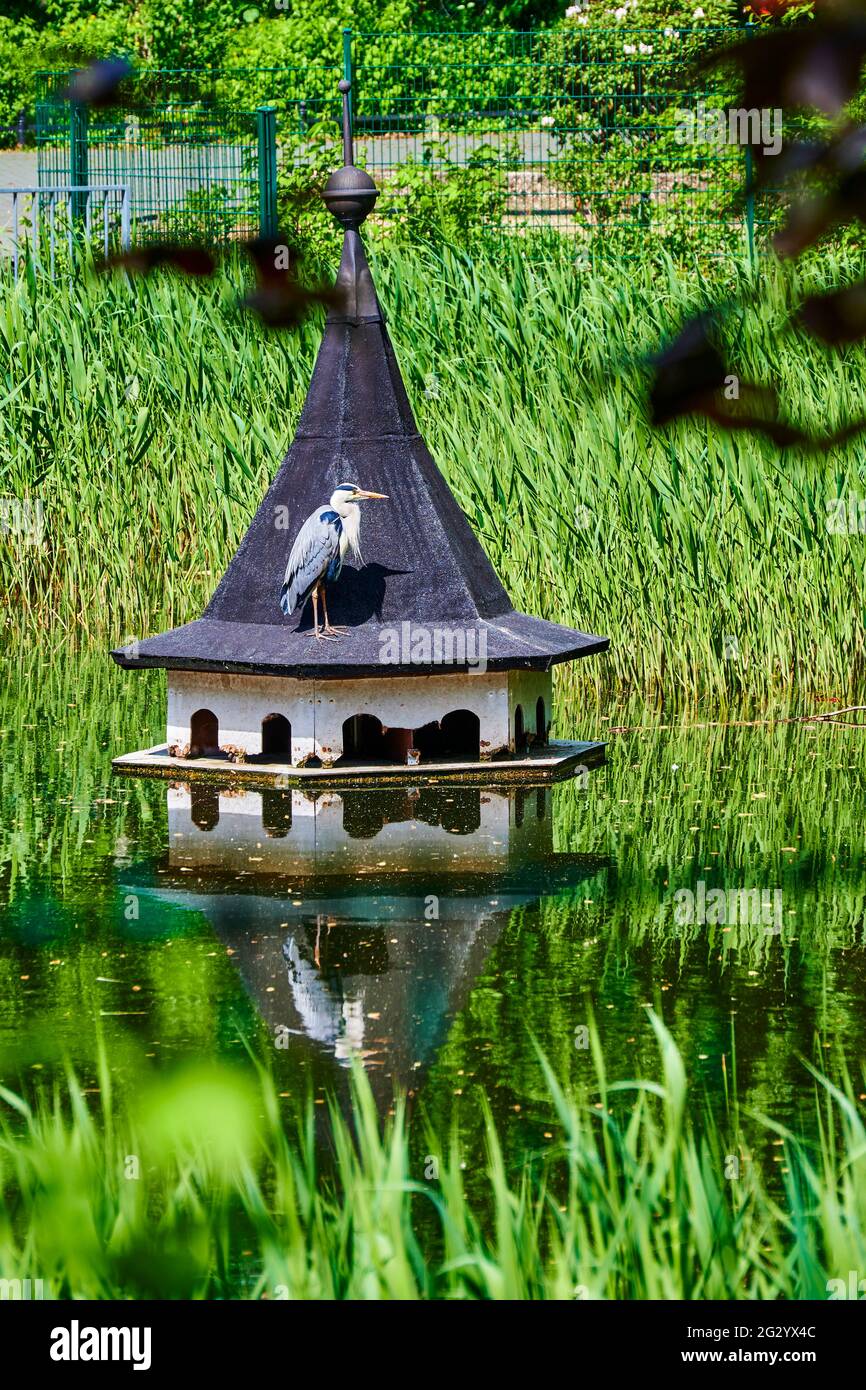 Héron gris (Ardea cinerea) assis dans un étang de parc de Berlin sur le toit d'une maison d'oiseaux à la recherche de poissons. Banque D'Images