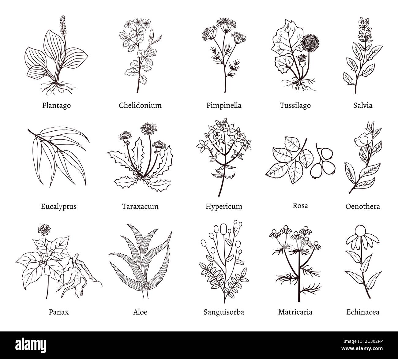herbs-medicinal-plants-botanical-illustration-banque-d-images