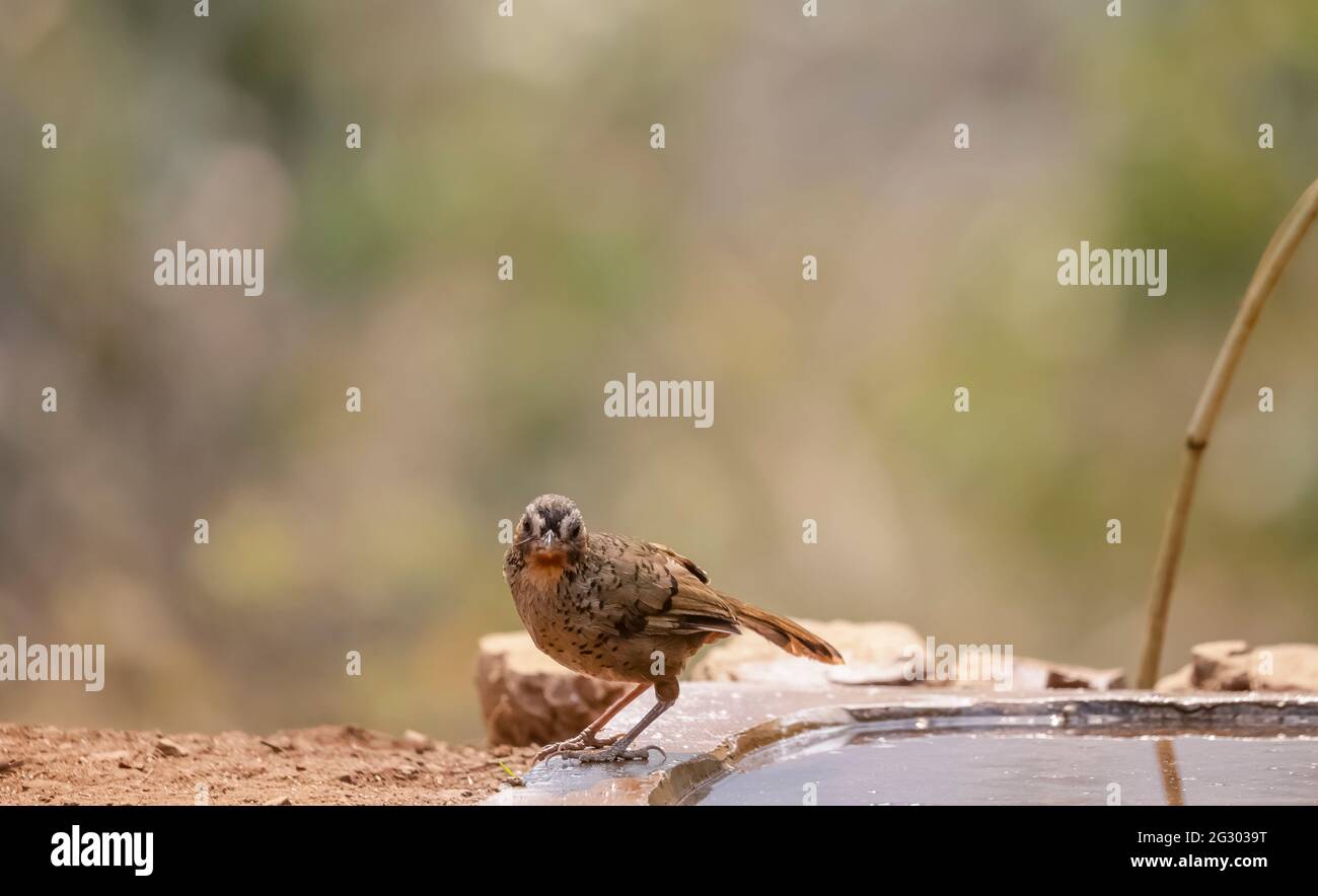 Rigothroush (Garrulax rufogularis) se perçant sur terre près d'un étang d'eau dans la forêt de Sattal, Uttarakhand. Banque D'Images