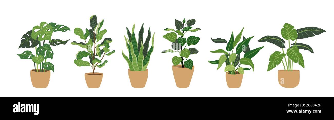 Collection plantes de maison vertes décoratives en pots, illustration vectorielle. Illustration de Vecteur