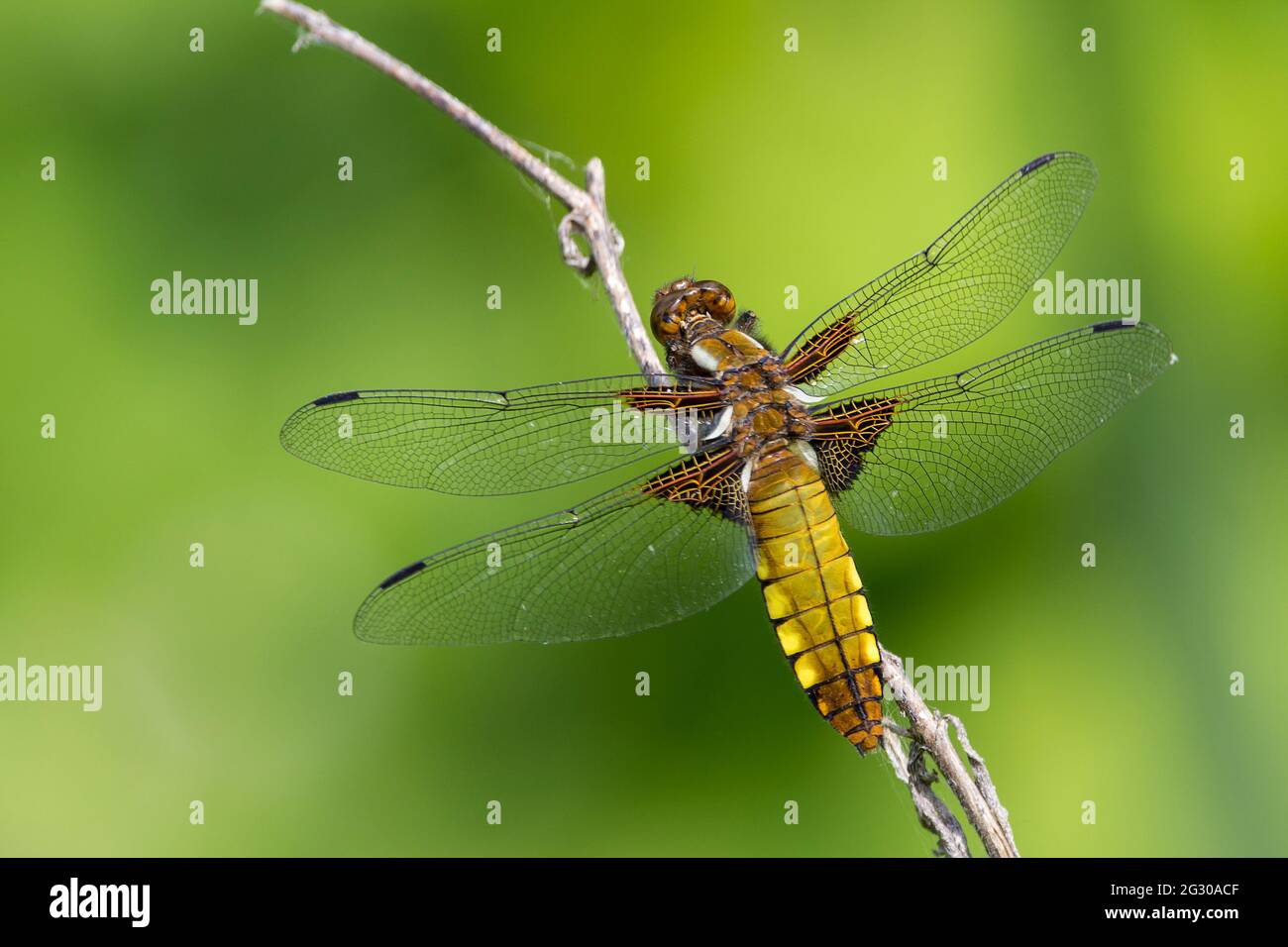 Caser à corps large, (libellula depressa) femelle libellule brun doré large abdomen aplati avec des taches jaunes sur les côtés marron base aux ailes tachetées Banque D'Images