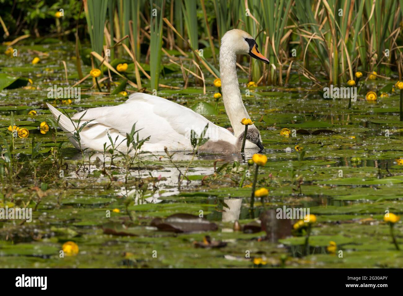 Muet cygne et poussin (cygnus olor) cygnet près de la femelle oiseau parent plumage blanc orange jaune facture, poussins buff plumage brun avec le texte gris foncé Banque D'Images