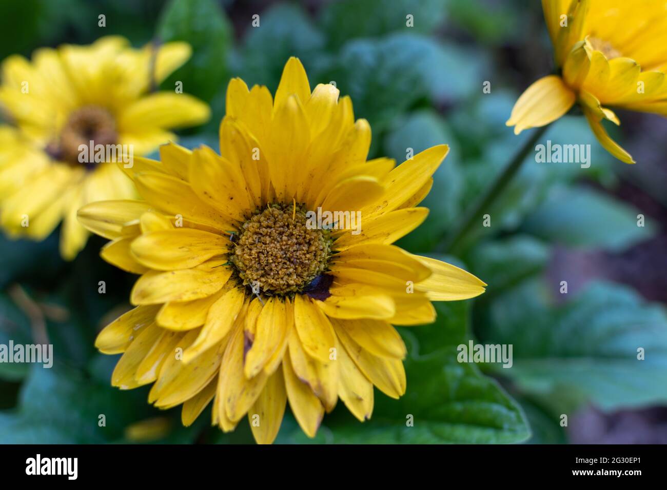 Photo macro d'une fleur d'Héliopsis en fleurs Banque D'Images
