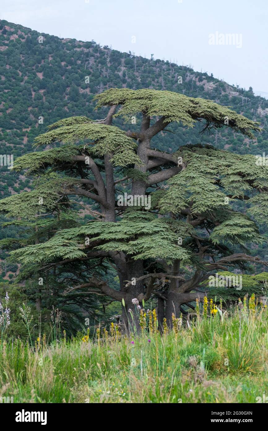 Gros plan photo verticale du cèdre bleu de l'Atlas (Cedrus Atlantica) dans le parc national de Chelia, dans les montagnes d'Aures, en Algérie Banque D'Images