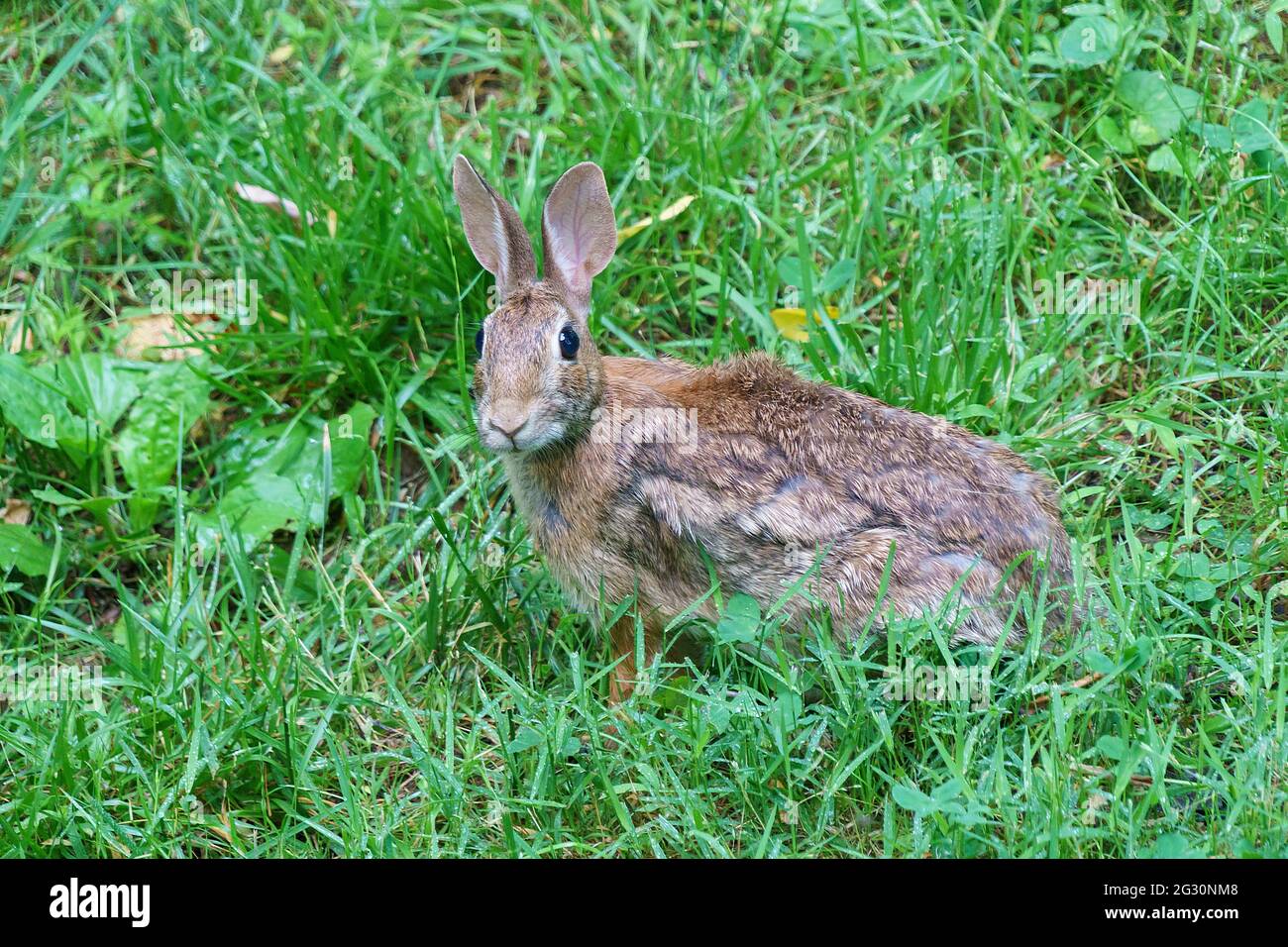 Lapin brun dans une prairie avec une herbe verte courte. Il est orienté vers l'avant et les oreilles sont rachées. Banque D'Images