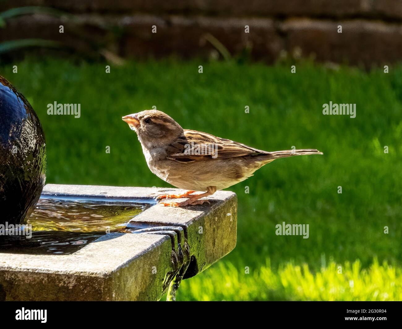 le sparrow sur l'eau propose un verre Banque D'Images